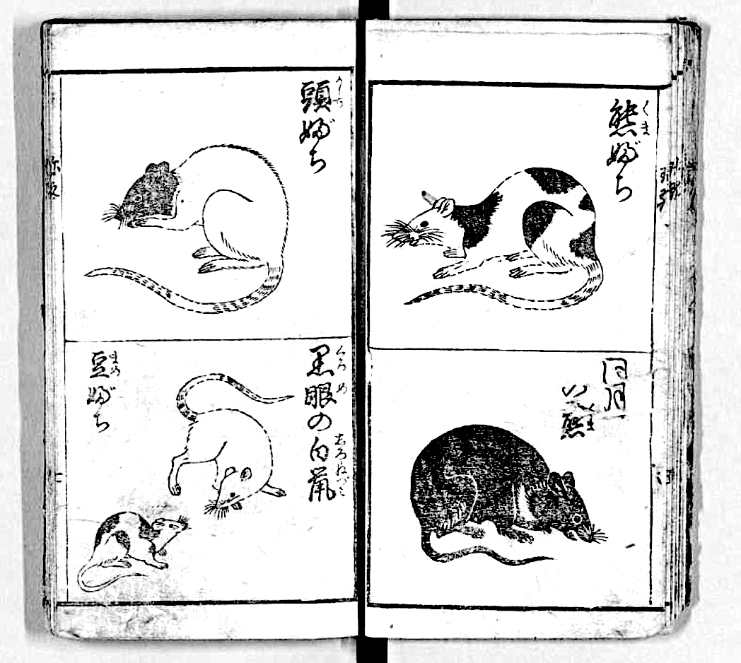 Figure 1: Mice with various coats, including piebald (top left), from the 1787 Japanese book Chingan Sodategusa, public domain. (Modified by author.)